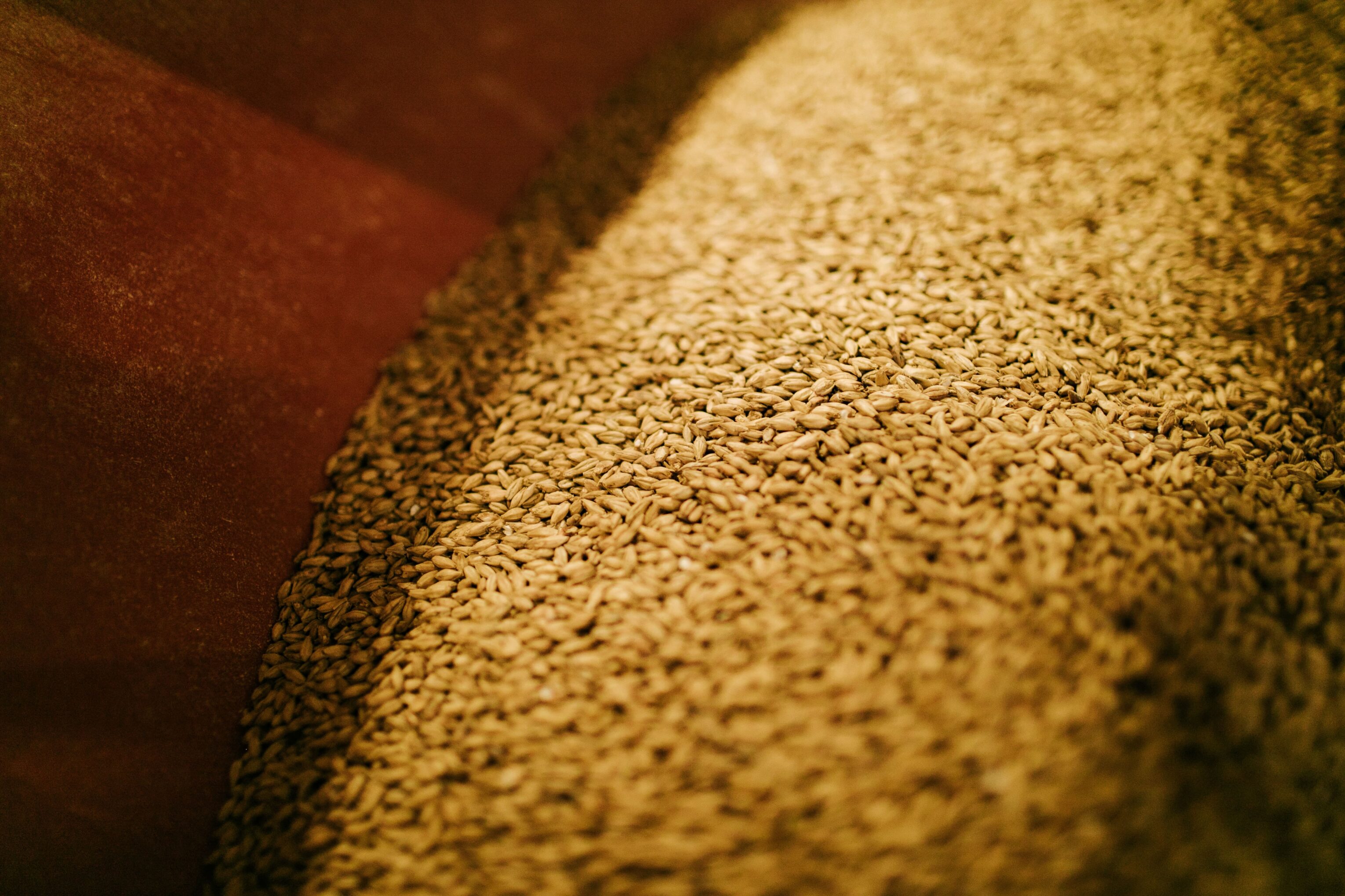 Qu’est-ce qu’une bière de haute fermentation ?