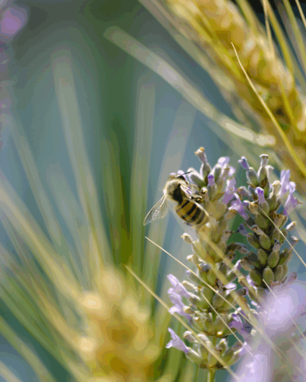 Lutter contre le frelon asiatique grâce à notre purée de myrtille